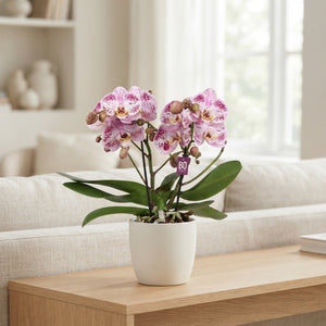 Pink Phalaenopsis Orchid – 2 Stem, 12cm Pot