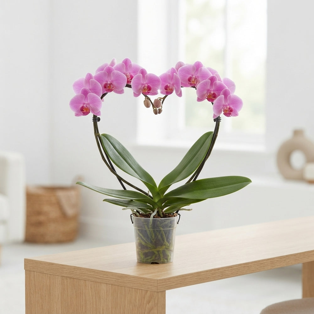 Mixed Phalaenopsis Orchid – 2 Stem, 12cm Pot
