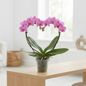 Mixed Phalaenopsis Orchid – 2 Stem, 12cm Pot