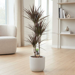 Dragon Tree (Dracaena marginata) – 21cm Pot, 120cm