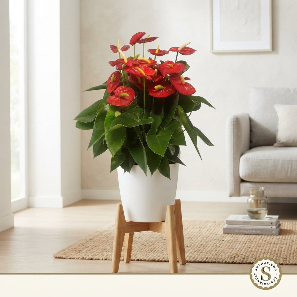 Red Anthurium ‘Champion’ – 30cm Pot, 60cm High