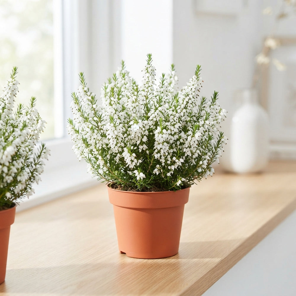 White Summer Flowering Heather (Erica gracilis) – 12cm Pot