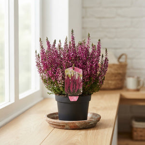 Calluna vulgaris ‘Beauty Ladies High Five’ – 13cm Pot