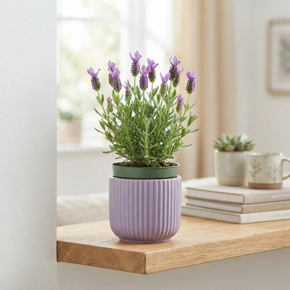 Lavender Waxed Dried Flower Decoration – 20cm