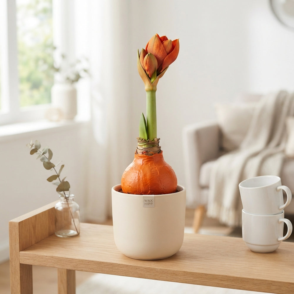 Orange Waxflower Christmas Decoration