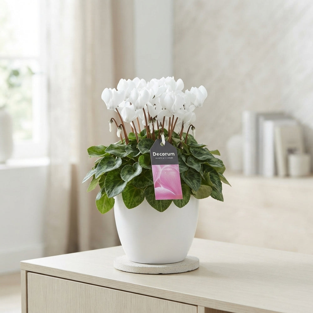 White Cyclamen persicum – 13cm Ceramic Terracotta Pot