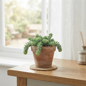 Burro’s Tail Sedum (Sedum burrito) – 12cm Pot