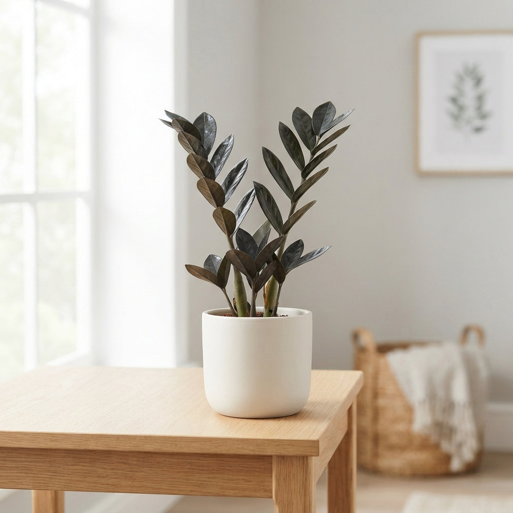 Zenzi ZZ Plant (Zamioculcas zamiifolia) – 6cm Pot