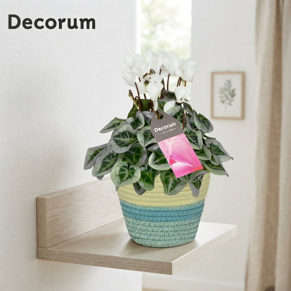 White Small-Flowered Cyclamen persicum – 14cm Pot