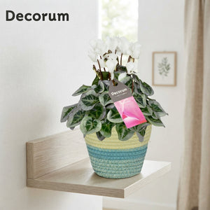 White Small-Flowered Cyclamen persicum – 14cm Pot