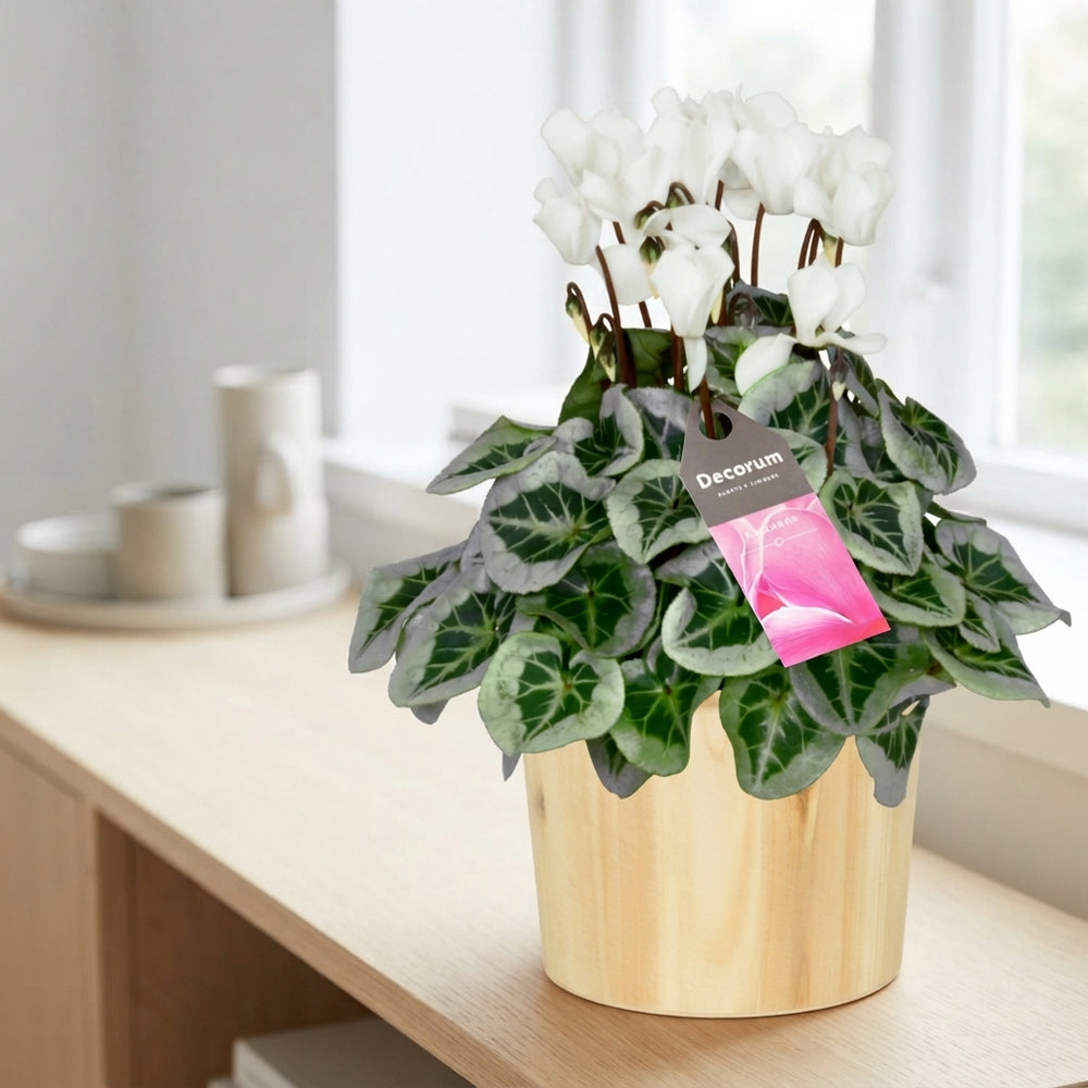 White Small-Flowered Cyclamen (Cyclamen persicum) – 14cm Pot