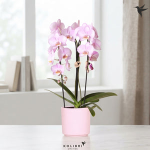 Pastel Phalaenopsis Orchid – 2 Stem, 12cm Ceramic Pot
