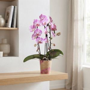 Mixed Phalaenopsis Orchid – 2 Stem, 12cm Pot