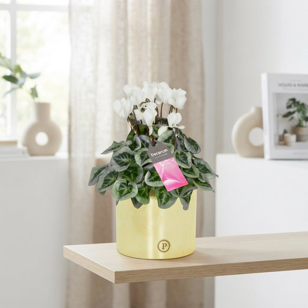 White Small-Flowered Cyclamen (Cyclamen persicum) – 13cm Pot