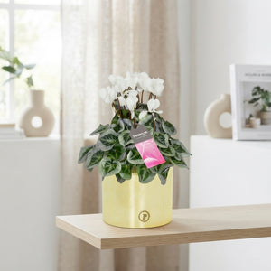 White Small-Flowered Cyclamen (Cyclamen persicum) – 13cm Pot