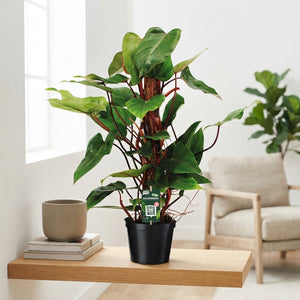 Philodendron Red Emerald – 19cm Pot, 70cm High