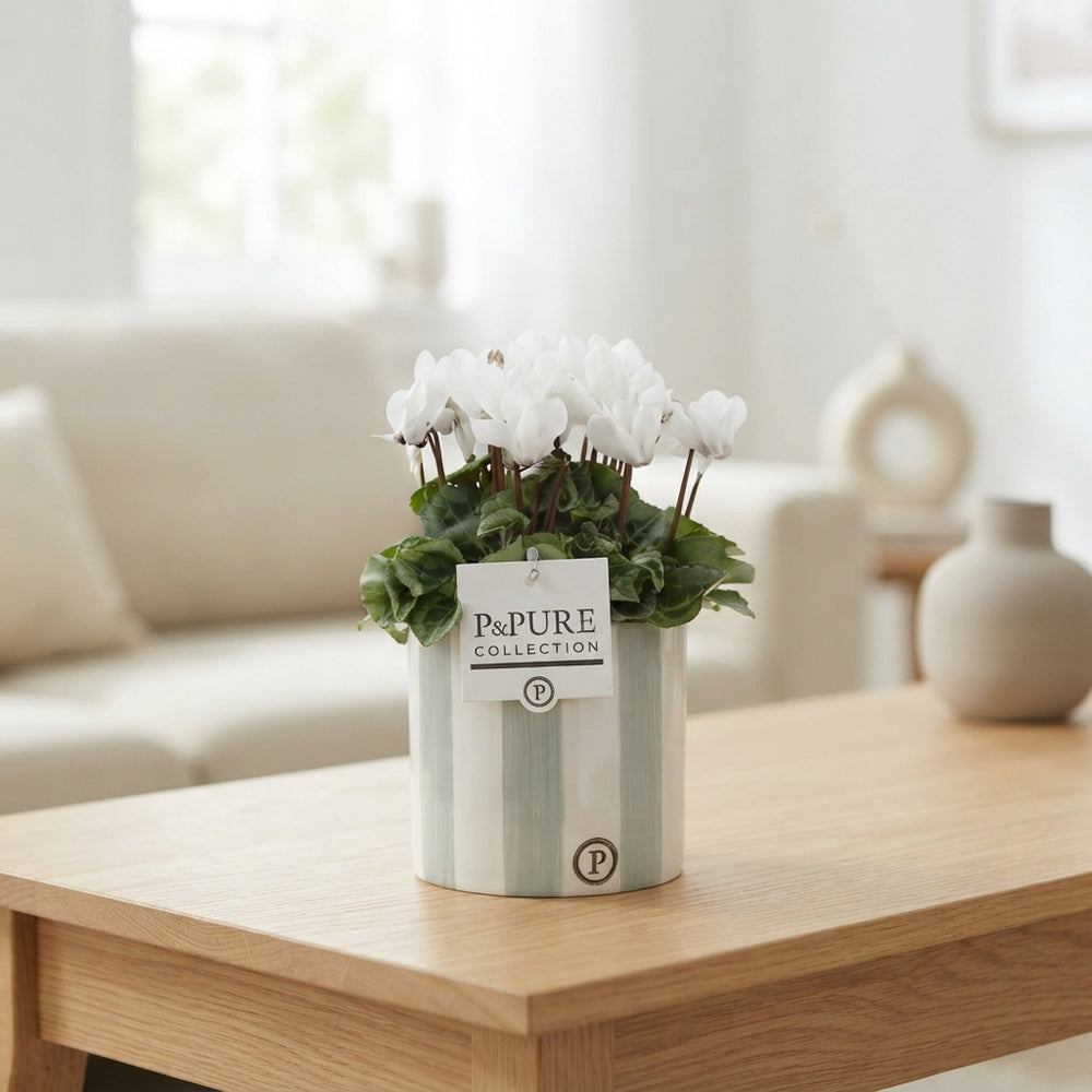 White Cyclamen (Cyclamen persicum) – 14cm Pot