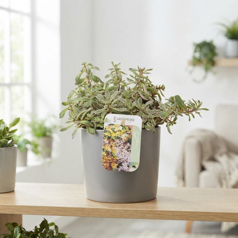 Tricolour Sedum (Sedum sp.) – 17cm Pot