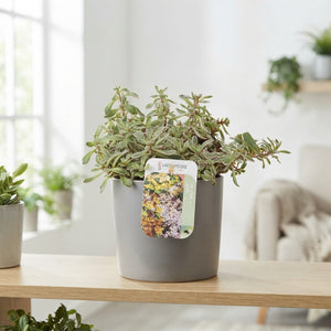 Tricolour Sedum (Sedum sp.) – 17cm Pot