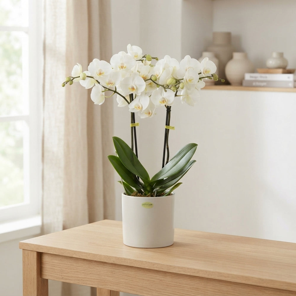 White Phalaenopsis Orchid – 2 Stem, 12cm Pot