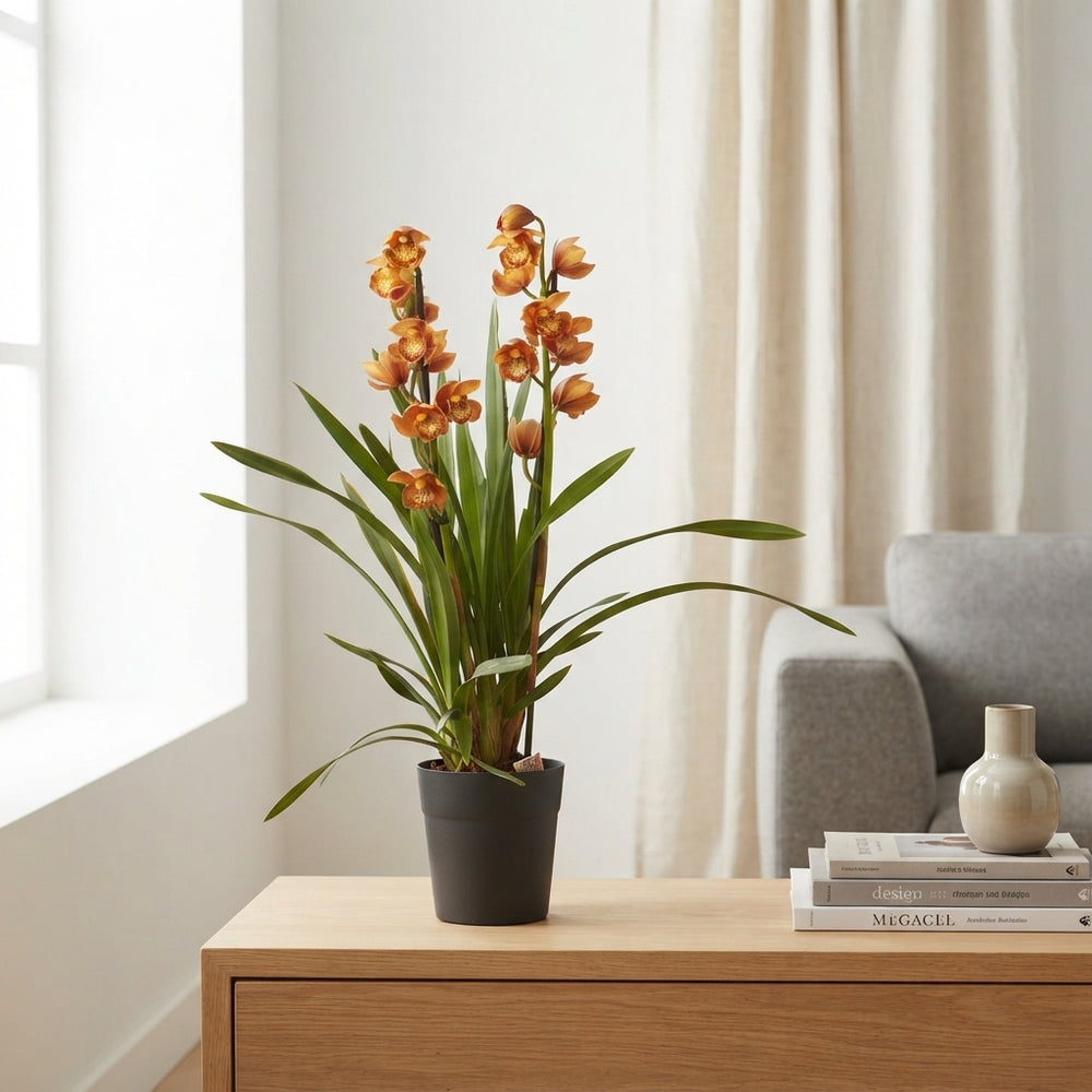 Mixed Cymbidium Orchid – 2 Stems, 14cm Pot
