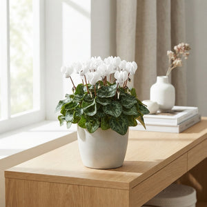 Pale Pink Cyclamen persicum – 9cm Pot