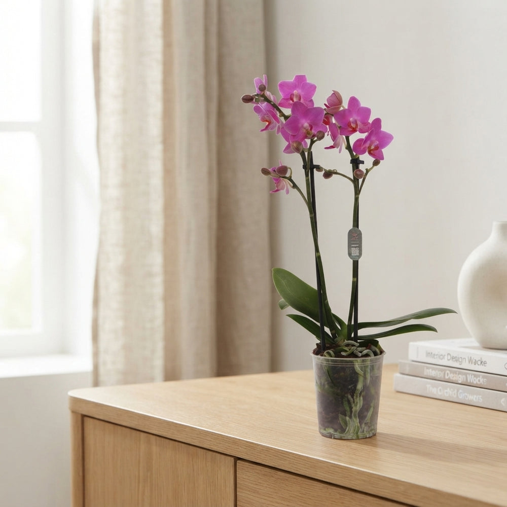 Pink Phalaenopsis Orchid ‘Flamingo’ – 9cm Pot