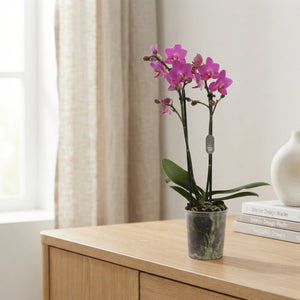Pink Phalaenopsis Orchid ‘Flamingo’ – 9cm Pot