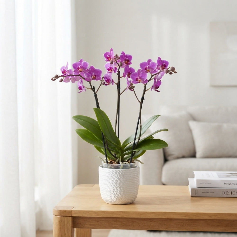 Mixed Phalaenopsis Orchid – 3 Stem, 9cm Pot