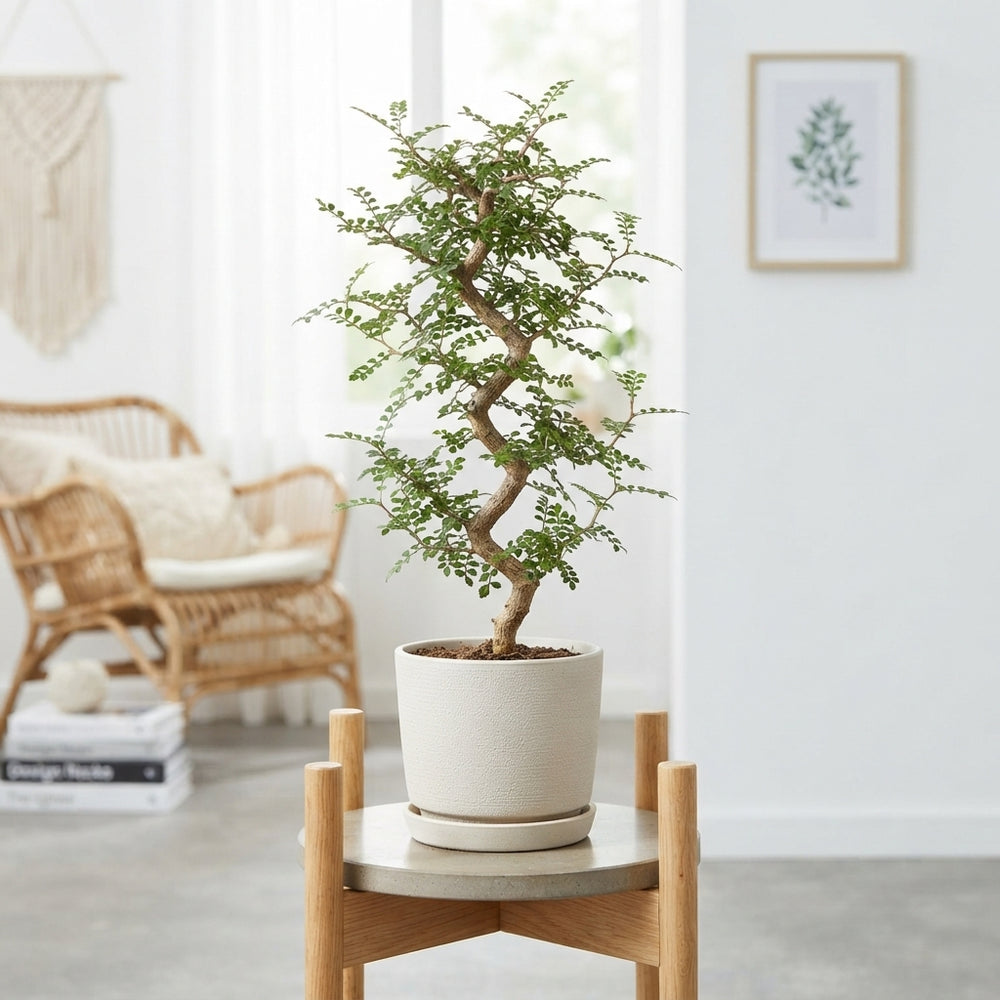 Operculicarya decaryi Elephant Tree – 12cm Pot