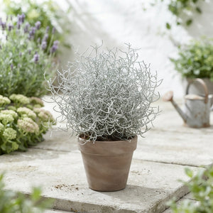 Cushion Bush (Leucophyta brownii) – 13cm Pot
