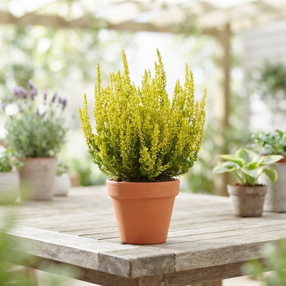 Mixed Calluna vulgaris Heather – 12cm Pot, 30cm High