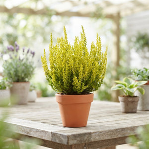 Mixed Calluna vulgaris Heather – 12cm Pot, 30cm High