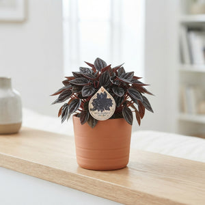 Peperomia caperata ‘Rio’ – 12cm Pot