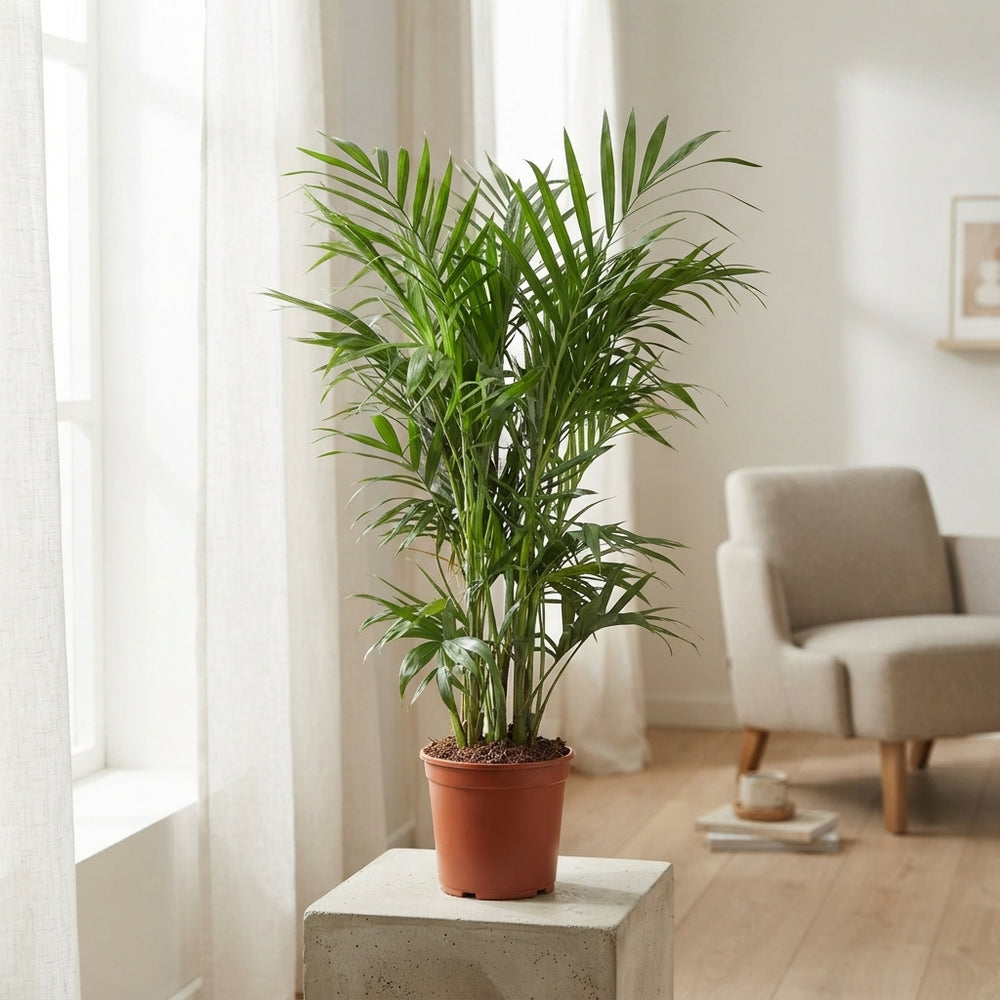 Cascade Parlour Palm (Chamaedorea cataractarum) – 24cm Pot
