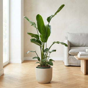 White Bird of Paradise (Strelitzia nicolai) – 27cm Pot, 190cm