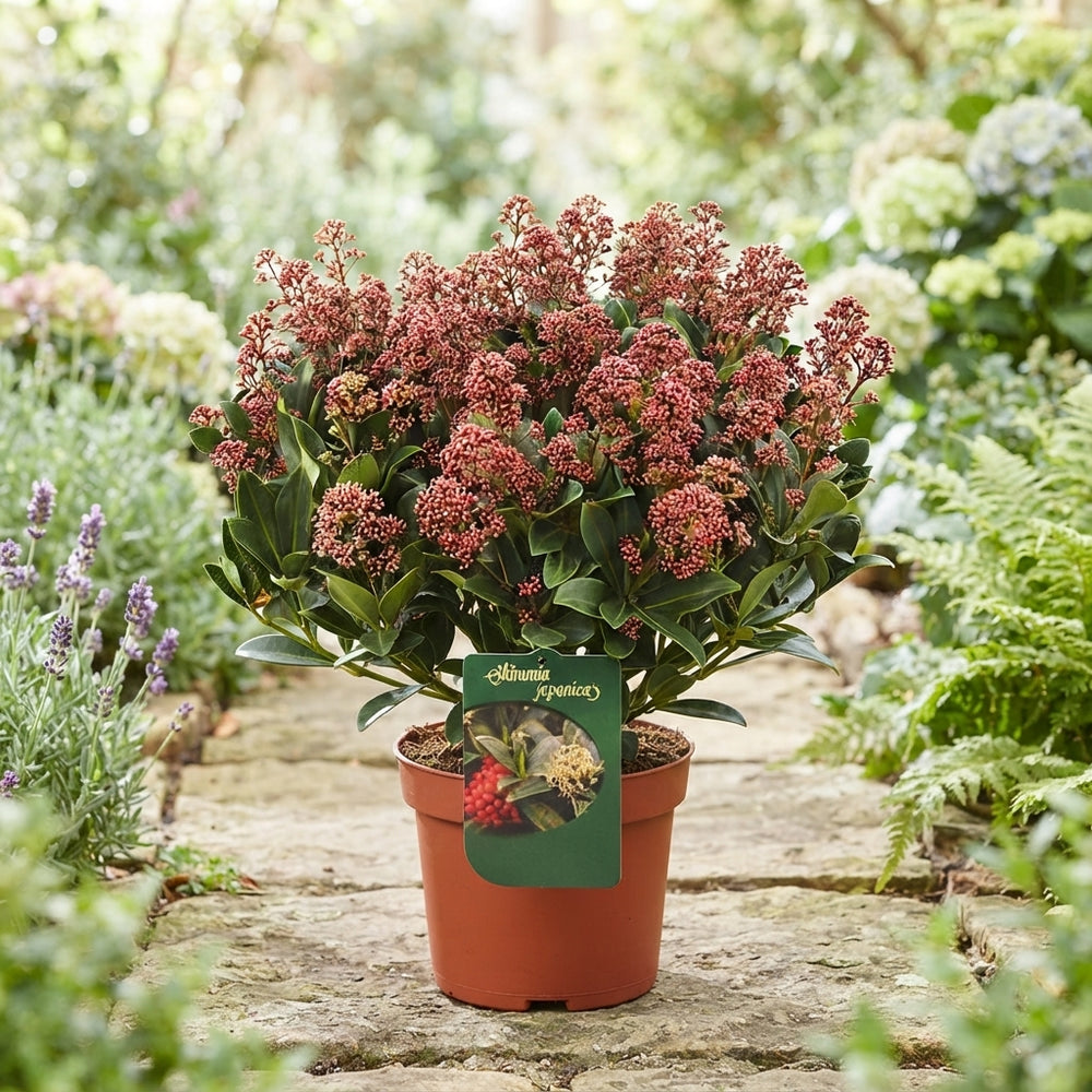 Skimmia japonica ‘Exstase’ – 15cm Pot
