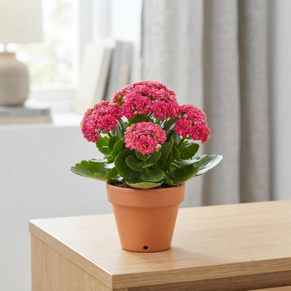 Double-Flowered Kalanchoe – 7cm Pot