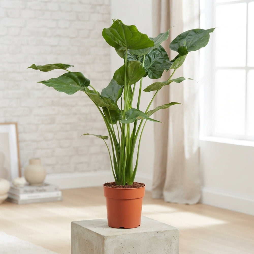 Alocasia Cucullata – 21cm Pot, Approx. 100cm Tall