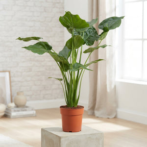 Alocasia Cucullata – 21cm Pot, Approx. 100cm Tall