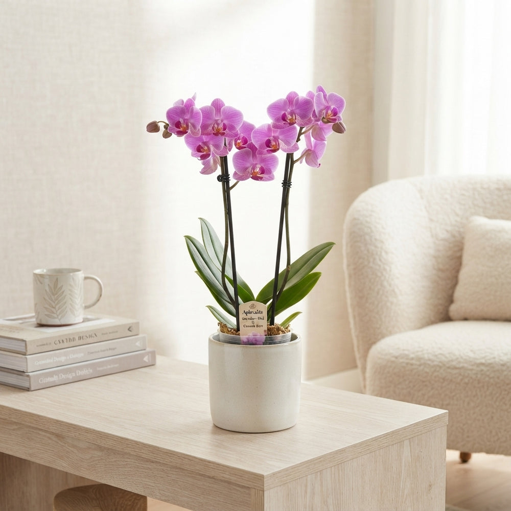 Phalaenopsis Orchid ‘Cascade Gem’ – 12cm Pot