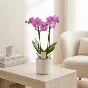 Phalaenopsis Orchid ‘Cascade Gem’ – 12cm Pot