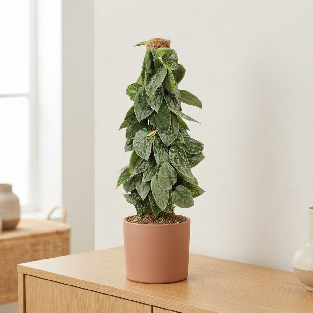 Silvery Ann Satin Pothos (Scindapsus pictus) – 15cm Pot