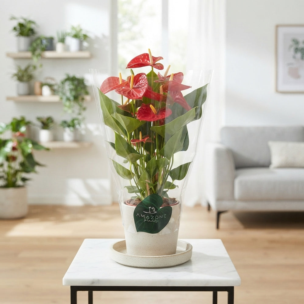 Red Anthurium (Anthurium) – 17cm Pot, 65cm