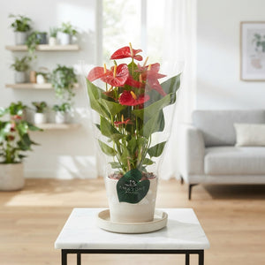 Red Anthurium (Anthurium) – 17cm Pot, 65cm