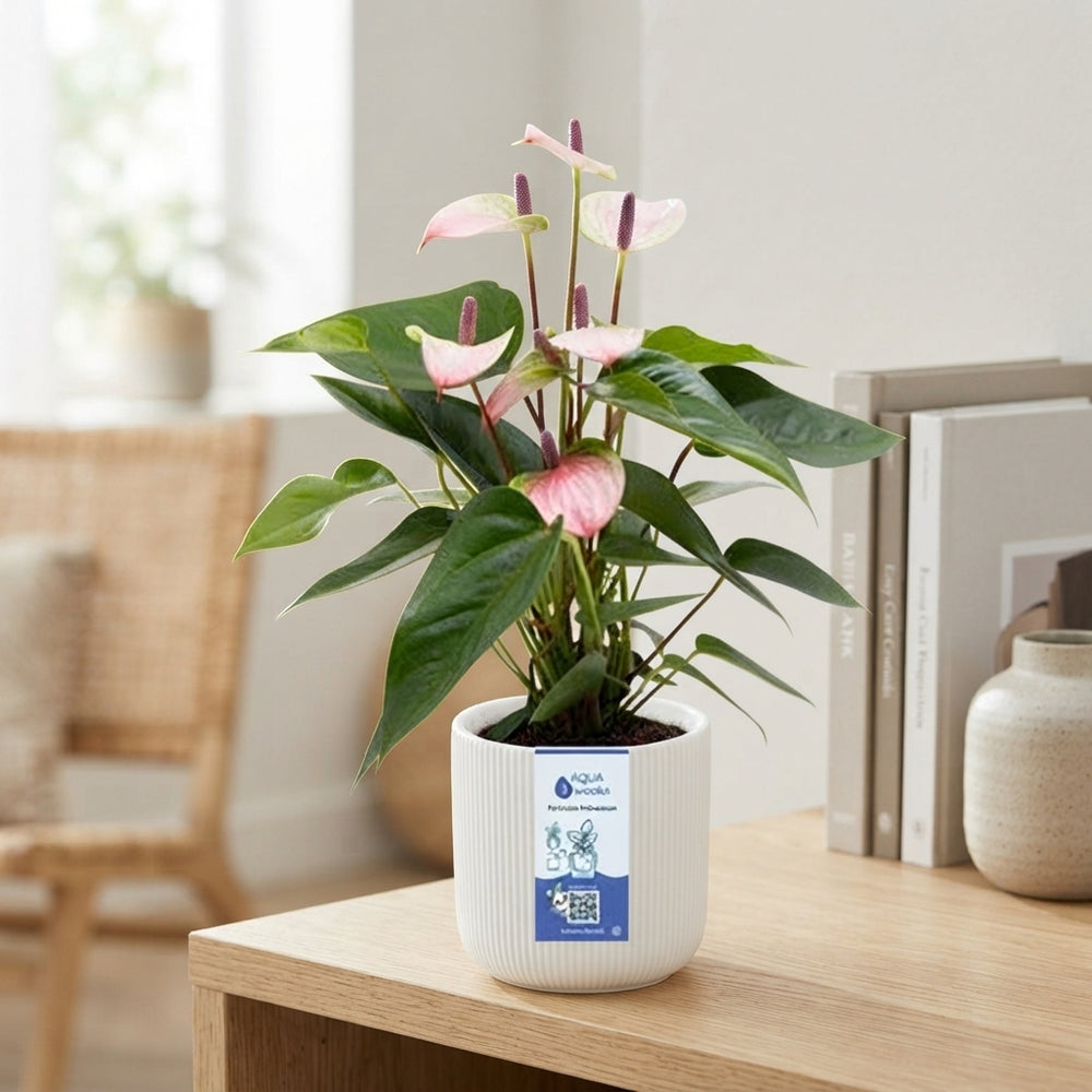 Anthurium Mini ‘Atlanta’ – 12cm Ceramic Pot