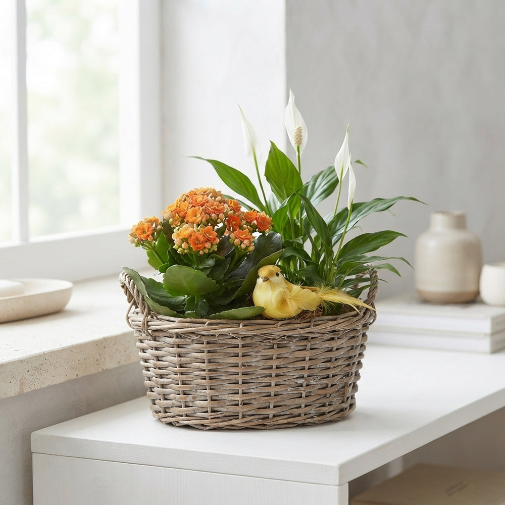Mixed Colour Oval Plant Arrangement