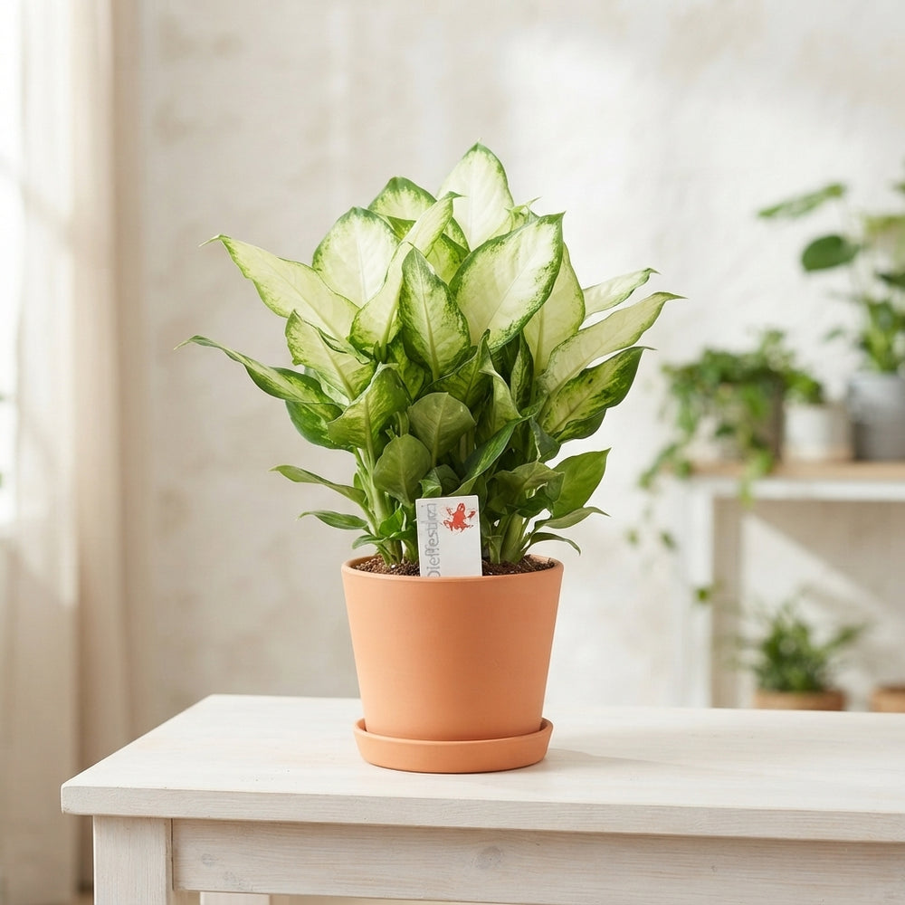 Dieffenbachia Green Houseplant – 17cm Pot, 55cm Tall