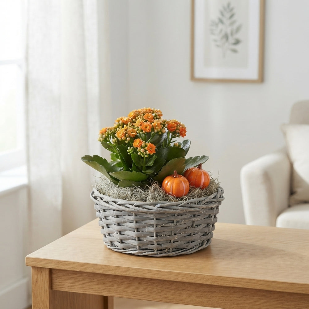 Mixed Grey Round Plant Arrangement