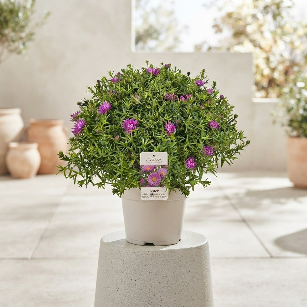 Purple Aster ‘Alpha’ – 19cm Pot